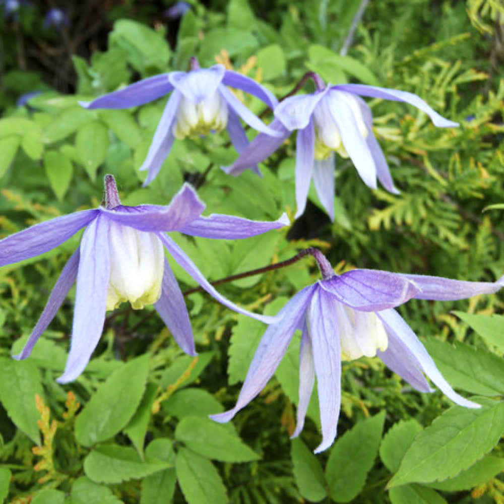 Clematis alpina (Clematis siberian, Clematis montan)