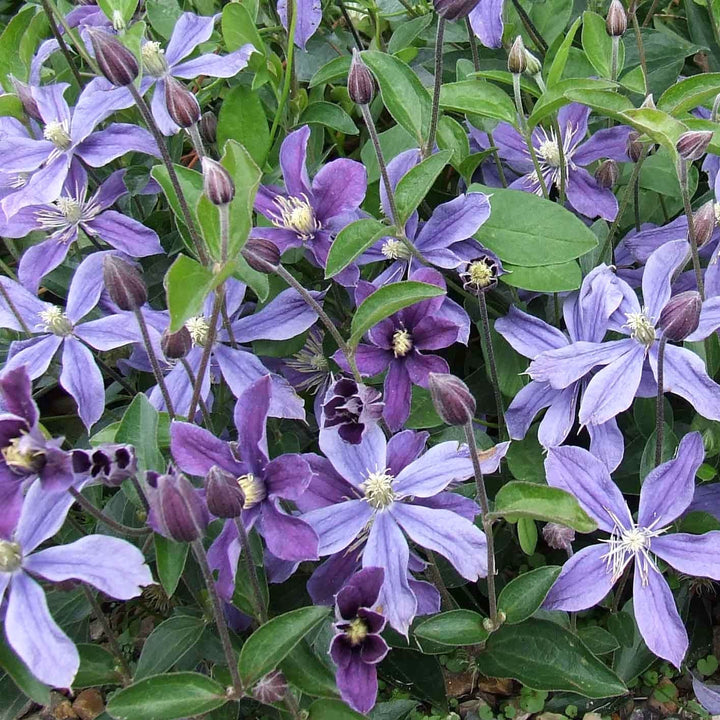 Clematis diversifolia 'Arabella'