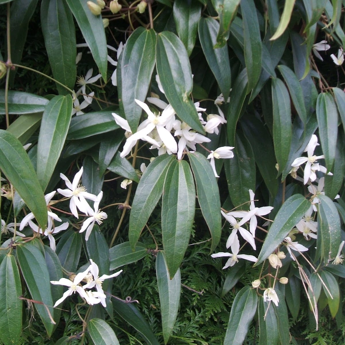 Clematis armandii