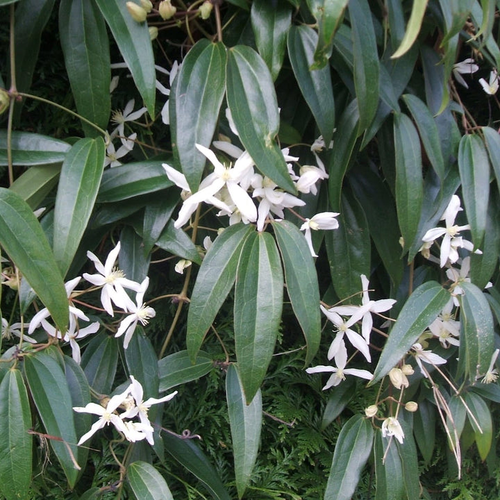 Clematis armandii