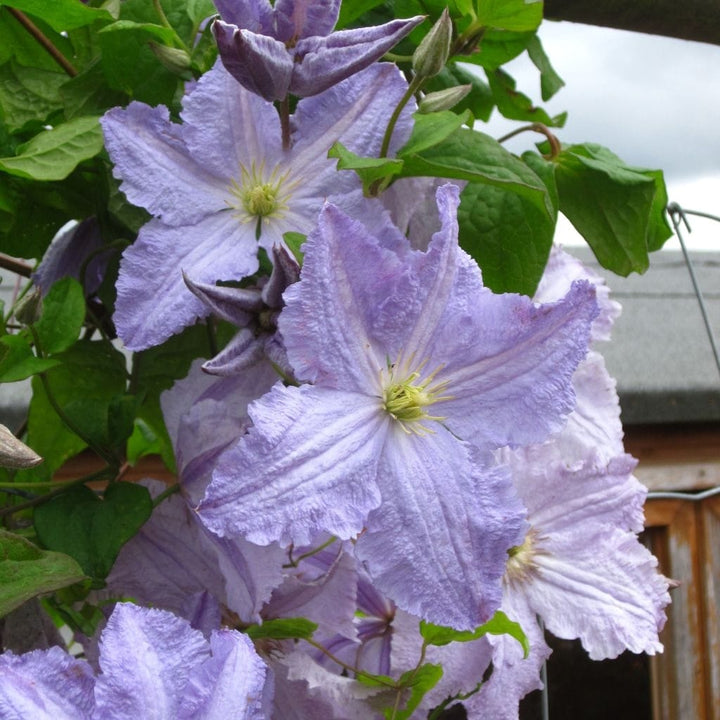 Clematis 'Blekitny Aniol'