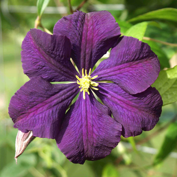 Clematite - Clematis viticella 'Etoile Violette'