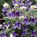 Clematis 'Fascination'