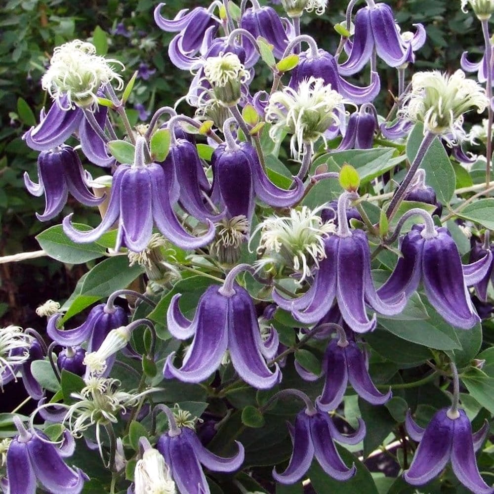 Clematis 'Fascination'