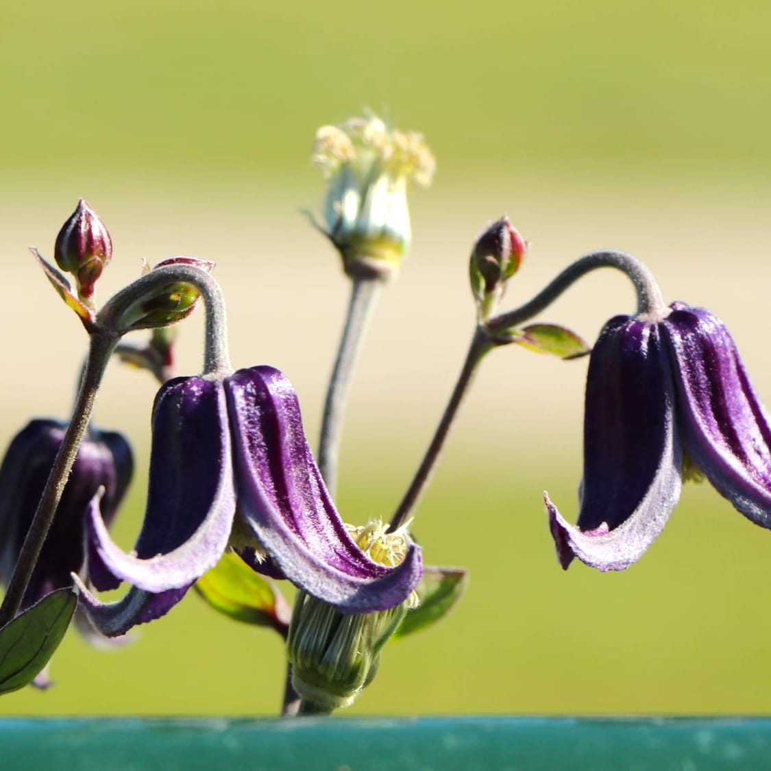 Clematis 'Fascination'