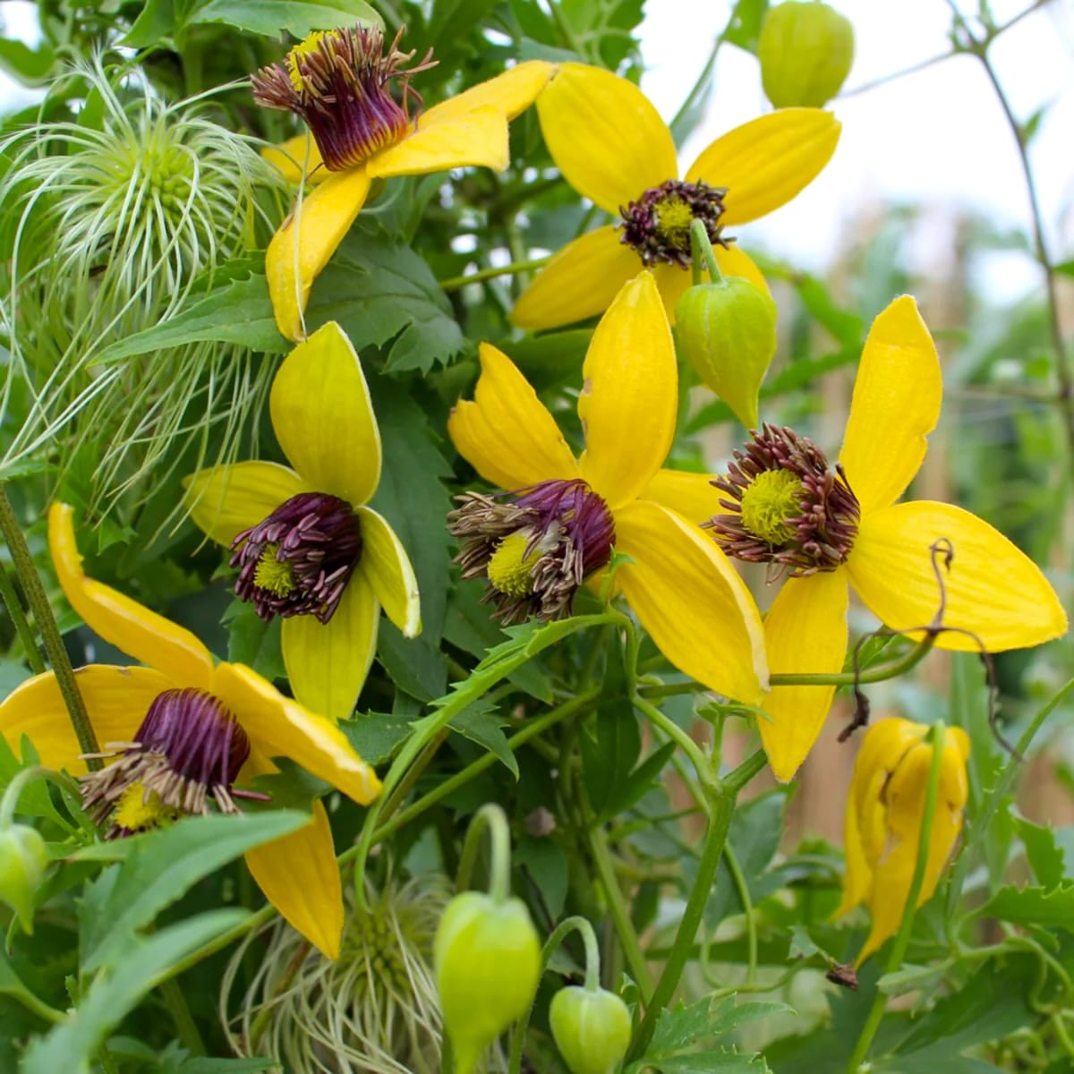 Clematis tangutica 'Golden Harvest'