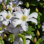 Clematite - Clematis 'Huldine' (Late Large-flowered Clematis)