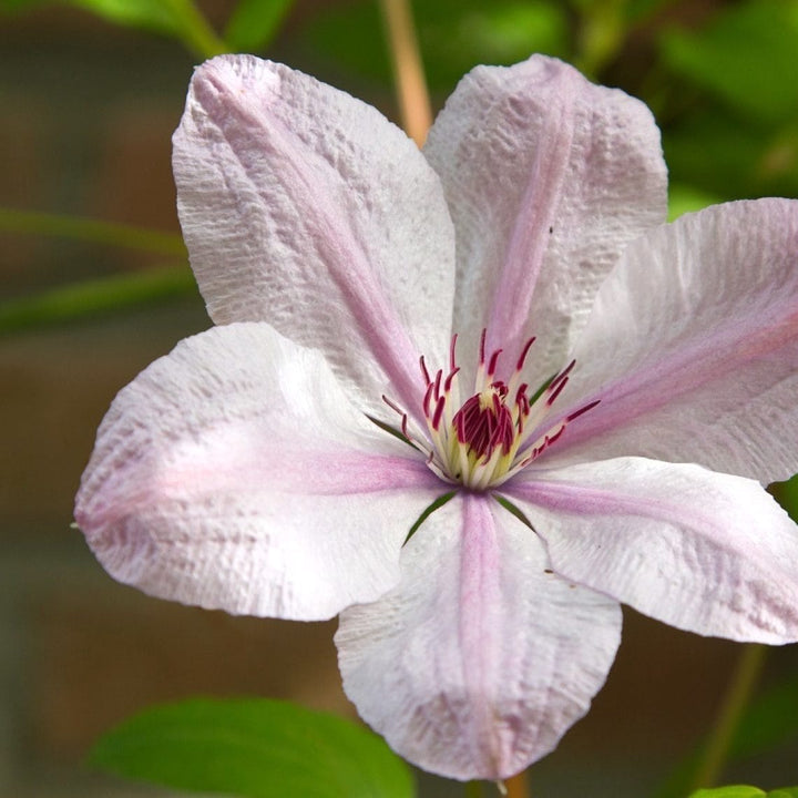 Clematite - Clematis 'John Pawel II'