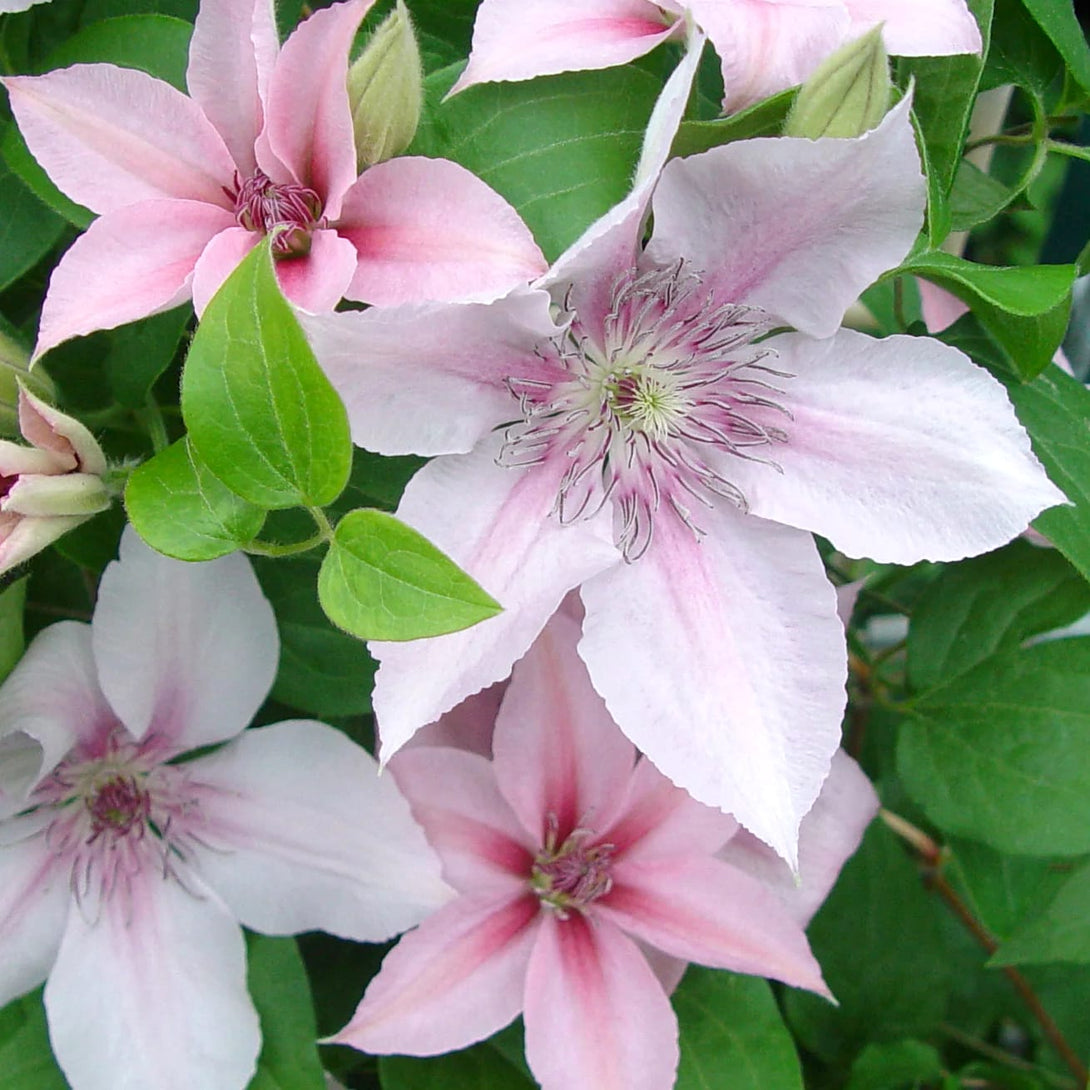 Clematite - Clematis 'John Pawel II'