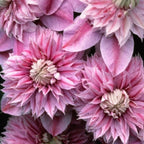 Clematite cu flori duble - Clematis 'Josephine Regal'