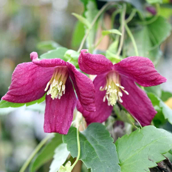 Clematis cirrhosa 'Lansdowne Gem'