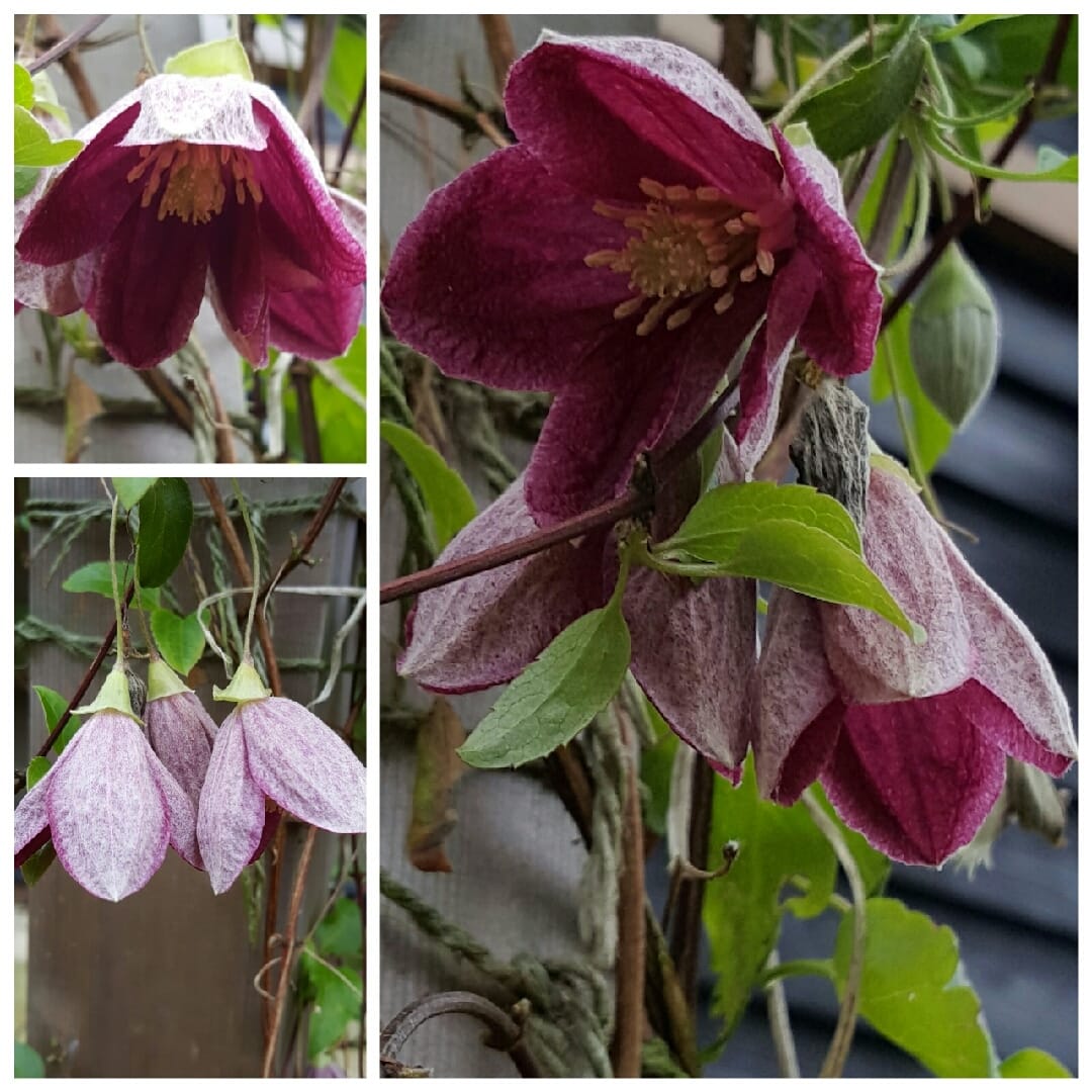 Clematis cirrhosa 'Lansdowne Gem'