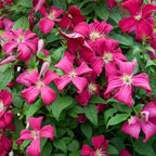 Clematis viticella 'Madame Julia Correvon'