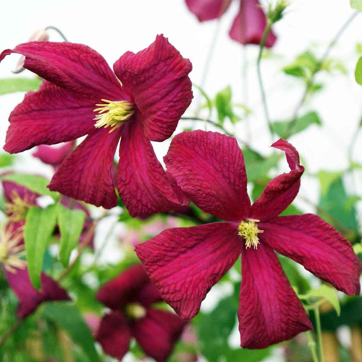 Clematis viticella 'Madame Julia Correvon'