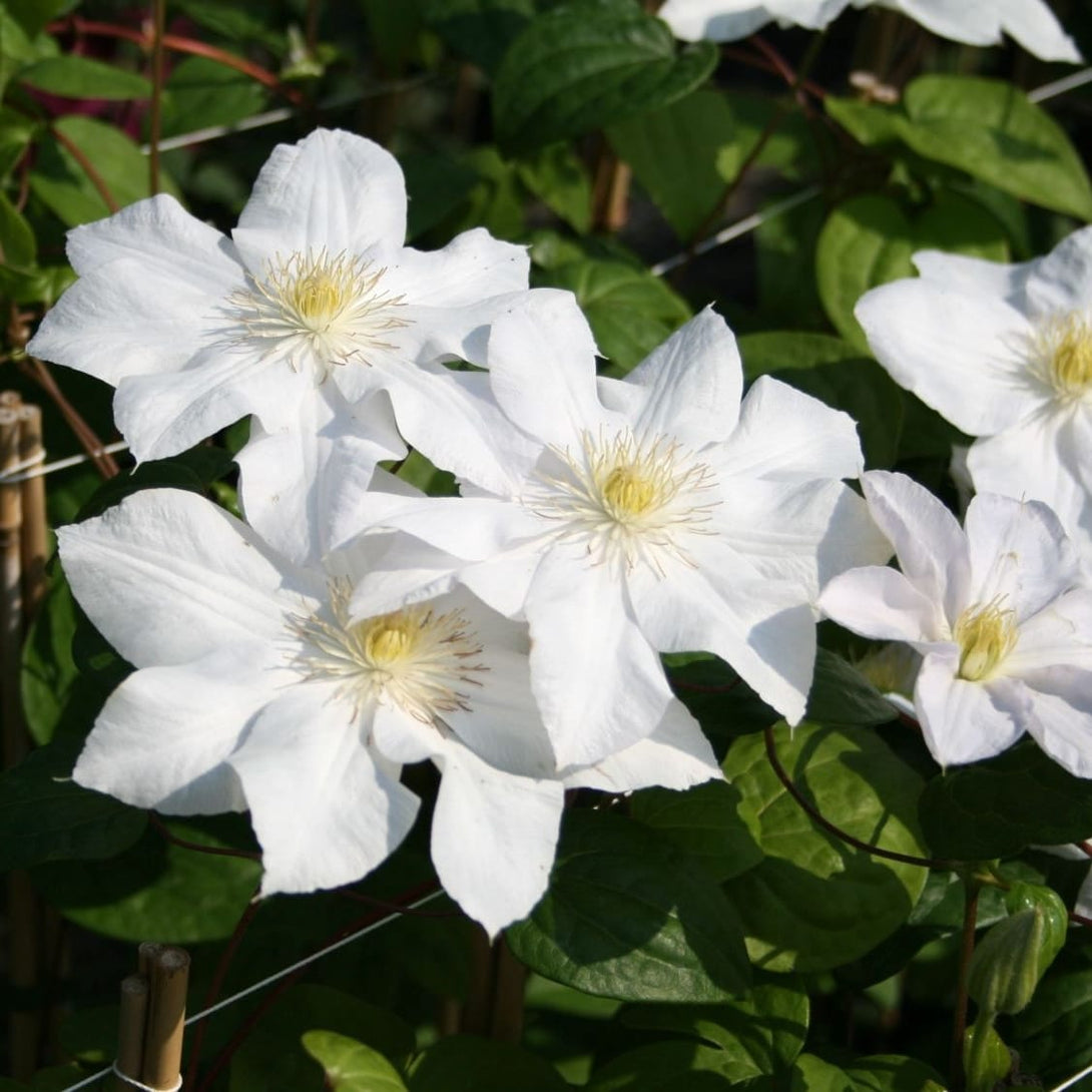 Clematis 'Madame Le Coultre'