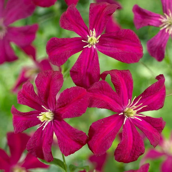 Clematis viticella 'Madame Julia Correvon'