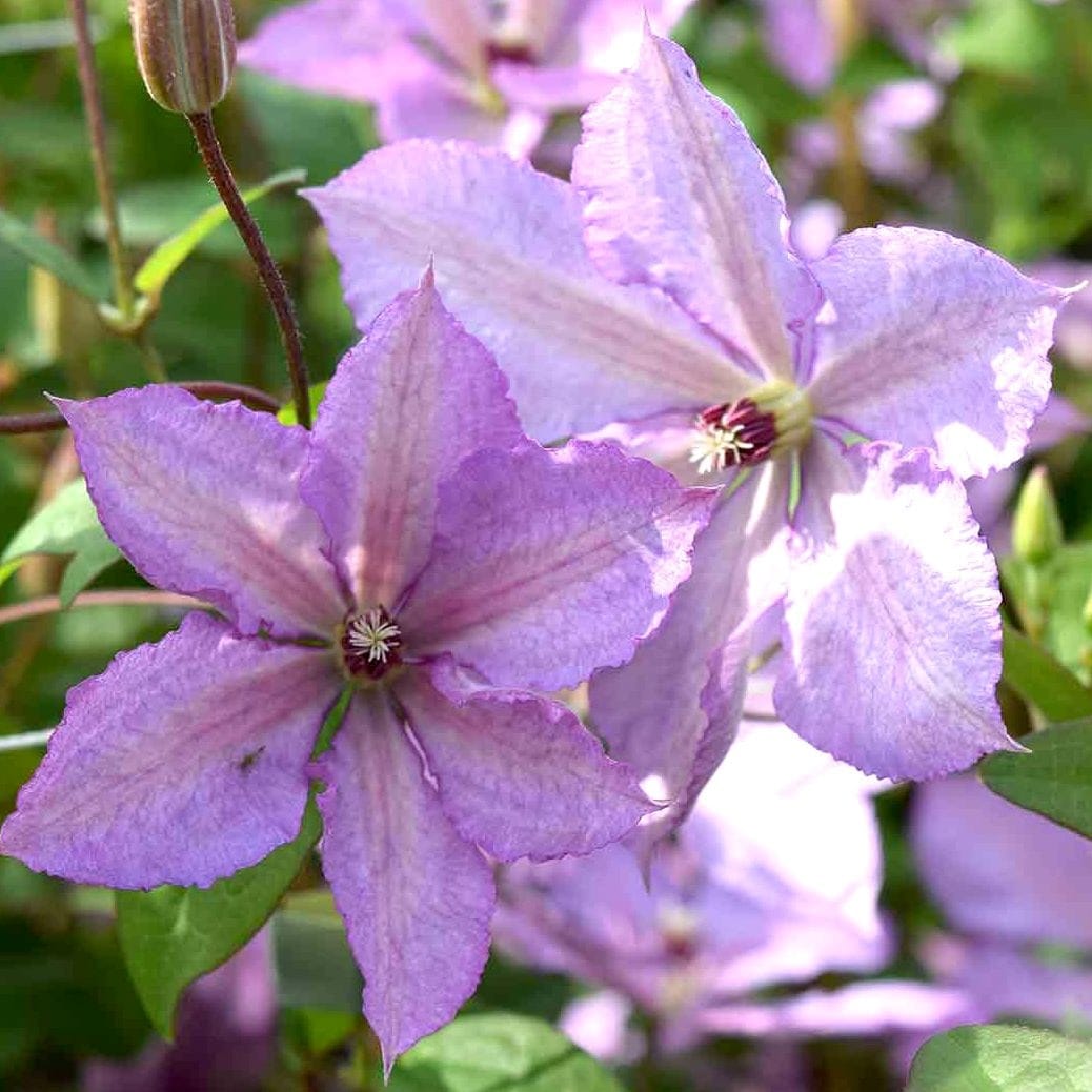 Clematis 'Margaret Hunt'