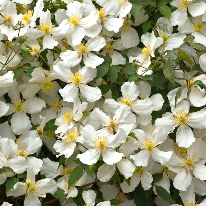 Clematis montana var. grandiflora