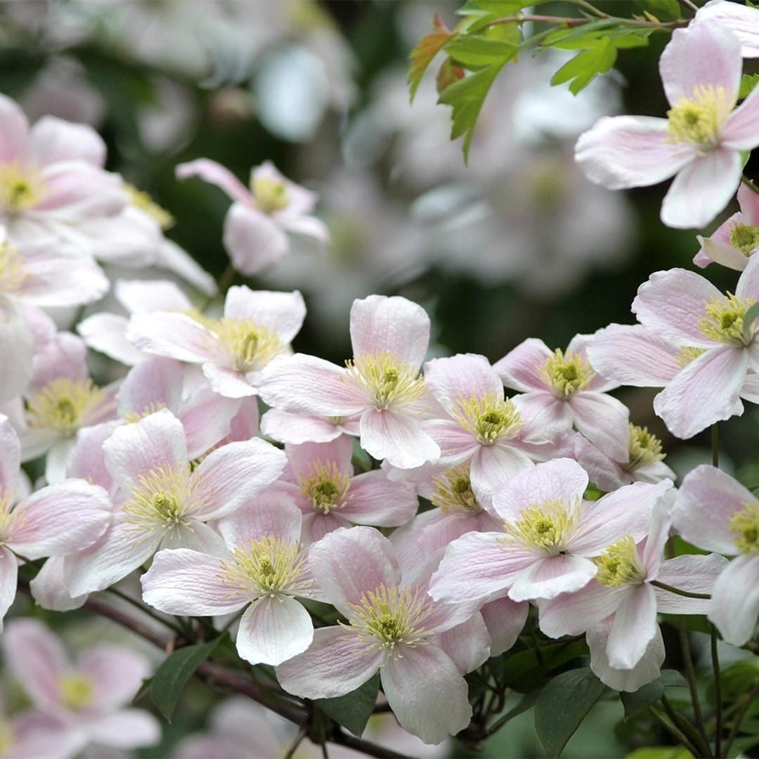 Clematis montana var. rubens 'Elizabeth'