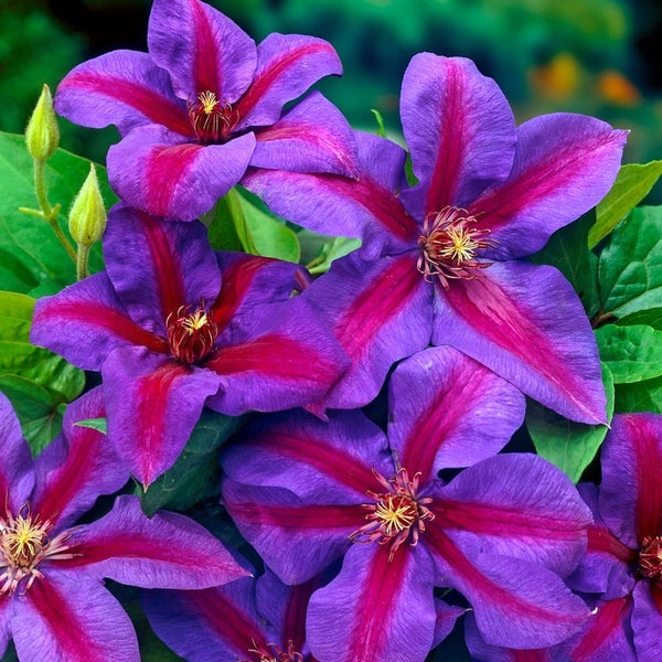 Clematite spectaculoase - Clematis 'Mrs. Norman Thompson' (Early Large-flowered Group)