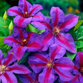 Clematite spectaculoase - Clematis 'Mrs. Norman Thompson' (Early Large-flowered Group)