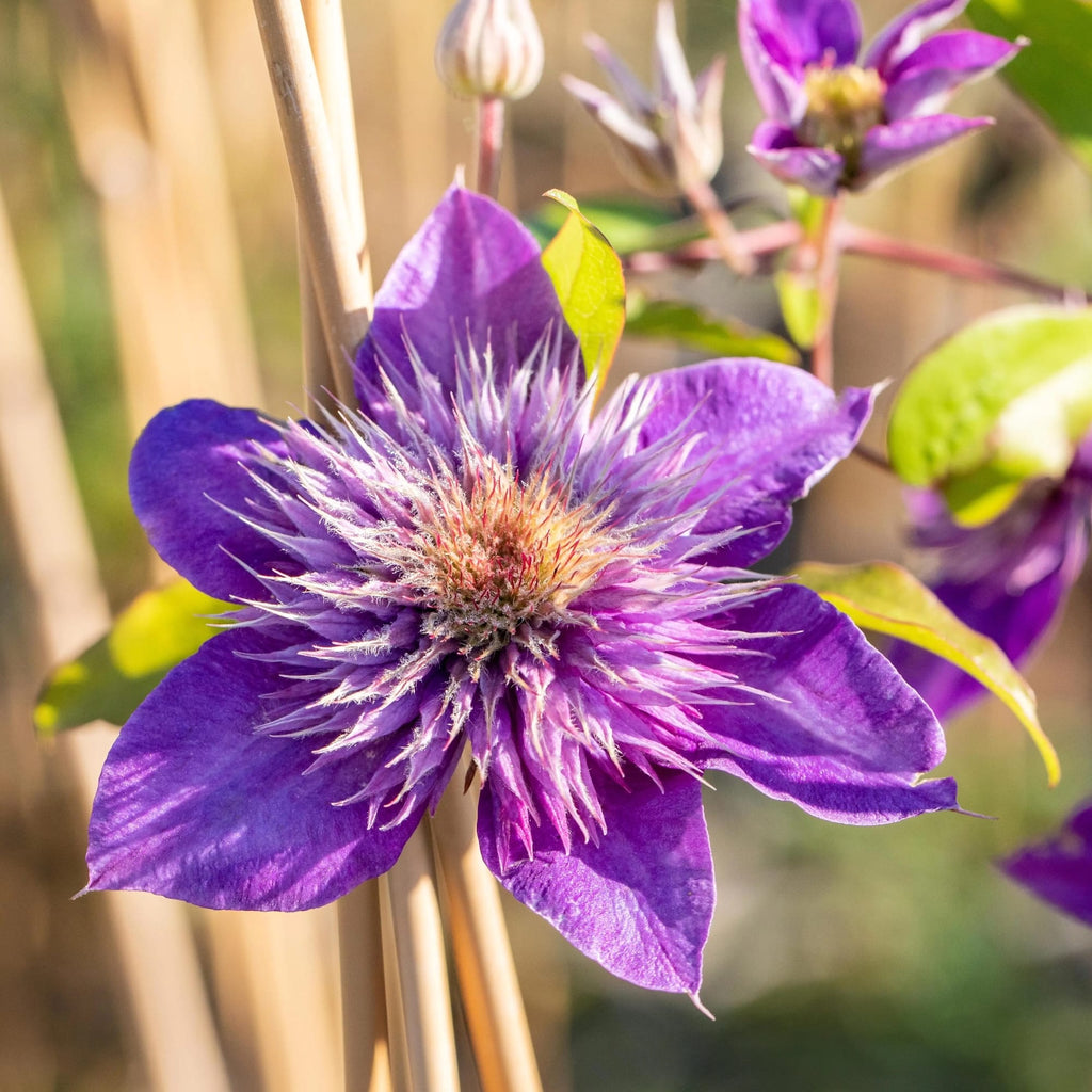 Clématite 'Multi Blue' - Clématite à grandes fleurs doubles et floraison répétée