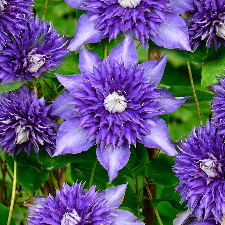 Clematite - Clematis 'Multi Blue'