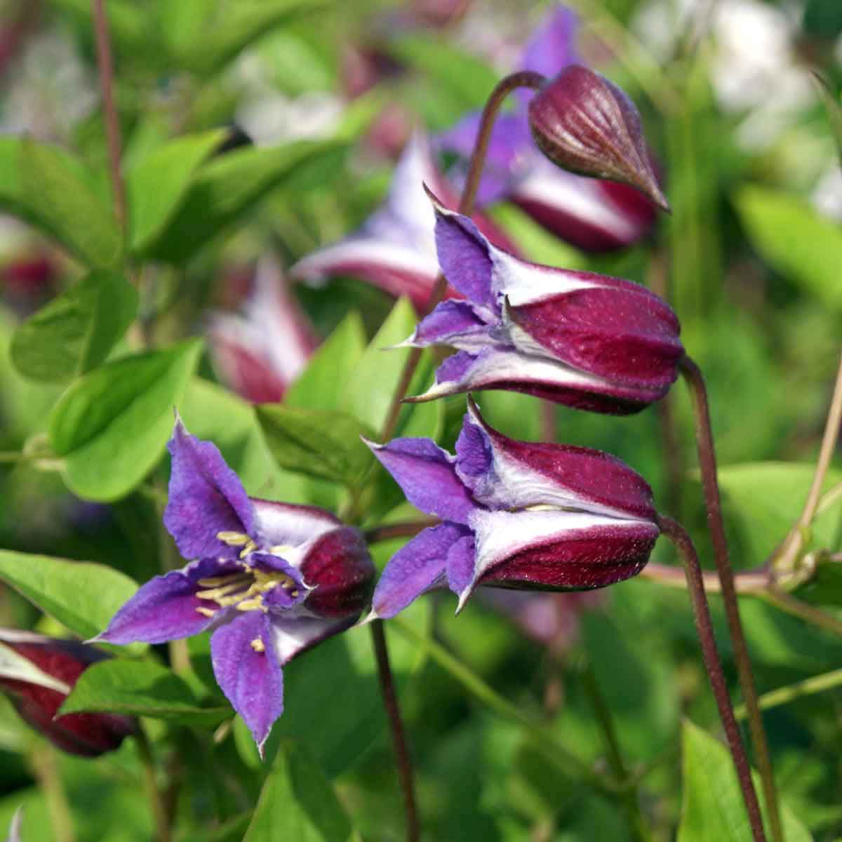 Clematite - Clematis 'Prince William' (Royal Collection) – Floraria ...