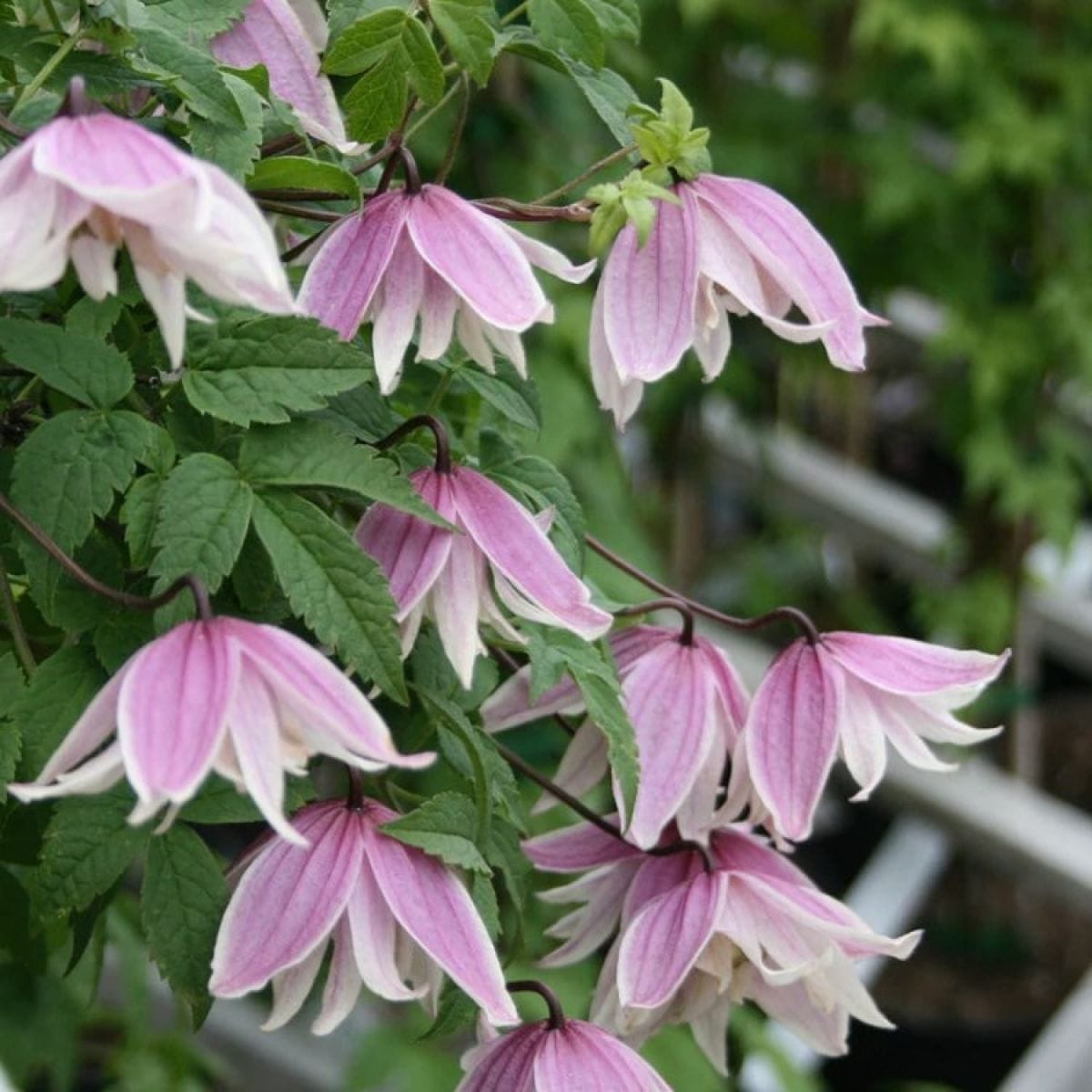 Clematis alpina (Clematis siberian, Clematis montan)