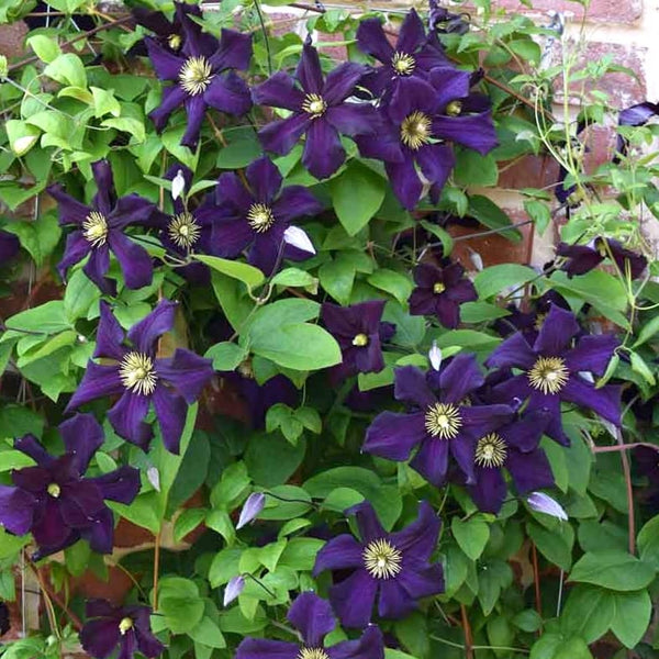 Clematis 'Romantika'