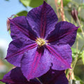 Clematite - Clematis 'Star of India'