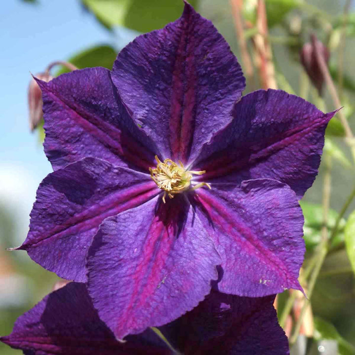 Clematite - Clematis 'Star of India'