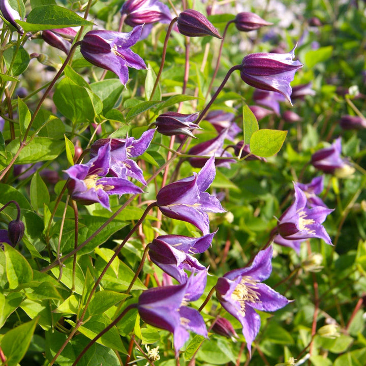 Clematis 'Prince William'