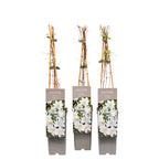 Κληματίδα - Clematis 'Apollonia' (Ομάδα Μεγάλων Αργοπορημένων Ανθέων)