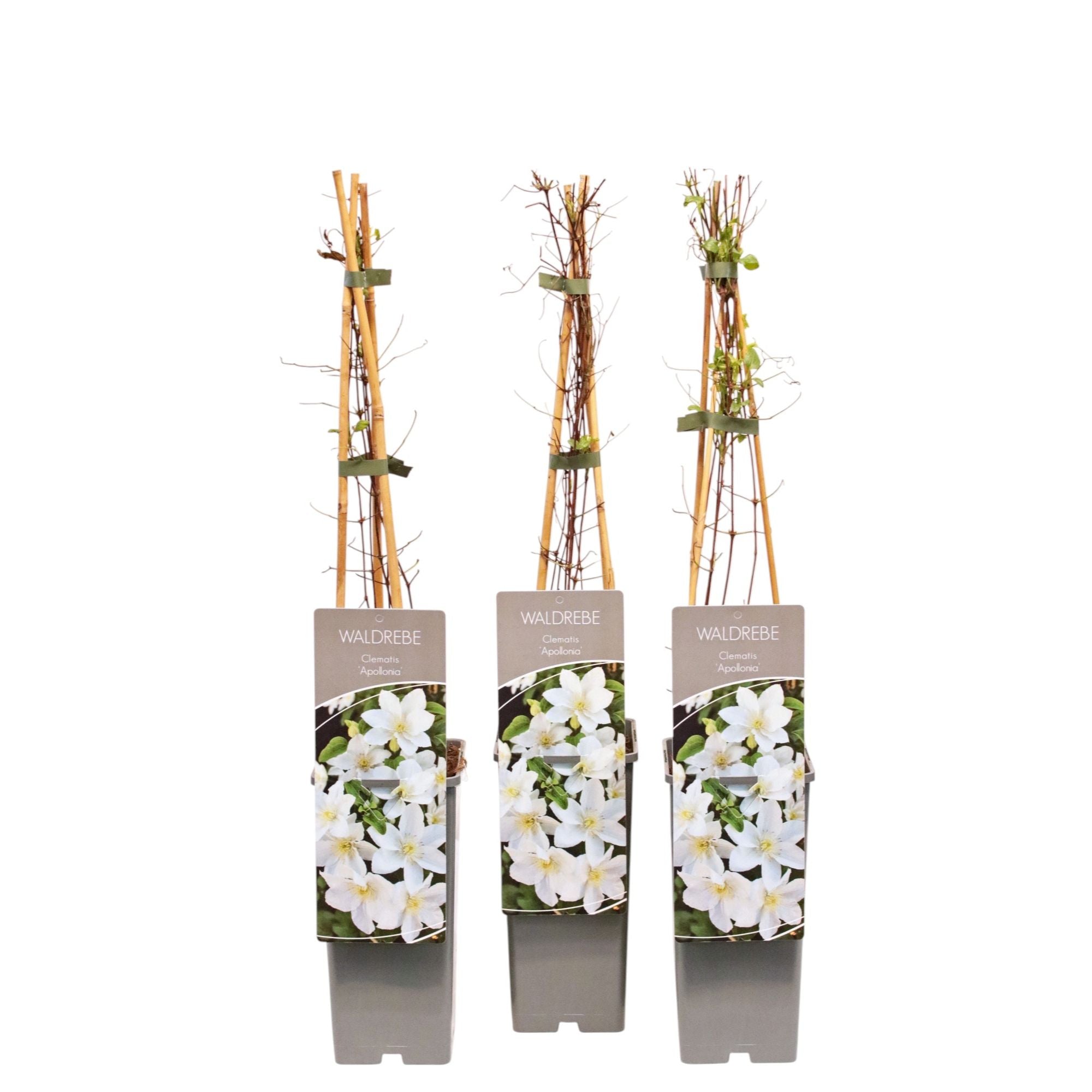 Clematite - Clematis 'Apollonia' (Late Large-flowered Group)