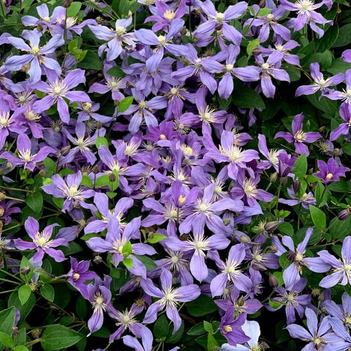 Clematis diversifolia 'Arabella'