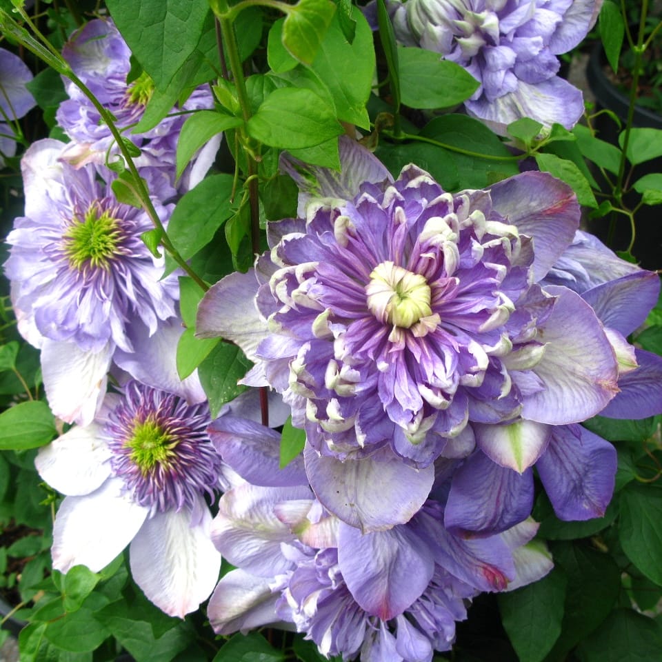 Clematis 'Blue Light'