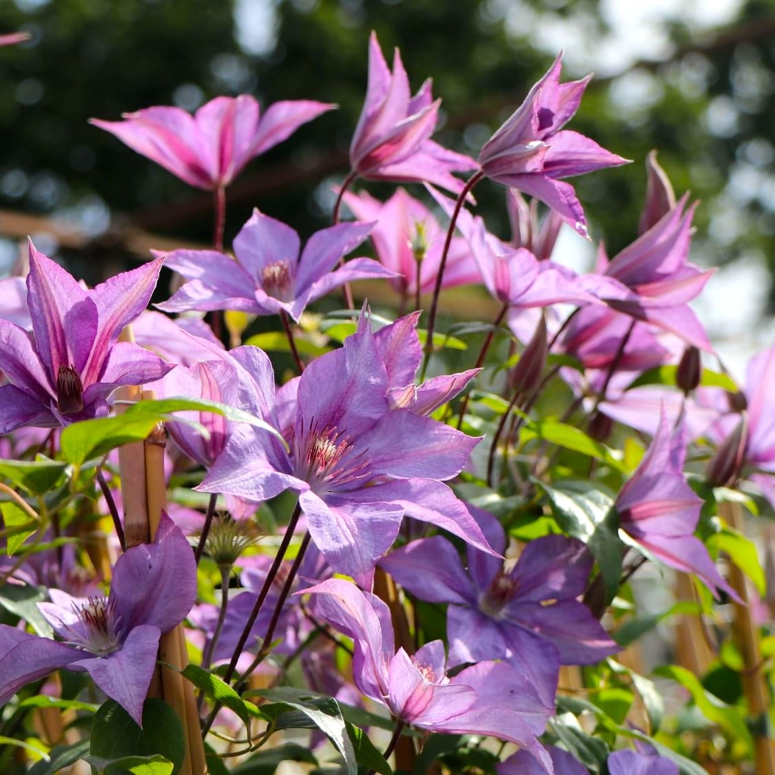 Clematis 'Dorothy Walton' (Bagatelle)