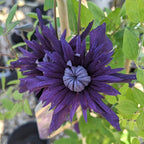 Clematis Kokonoe