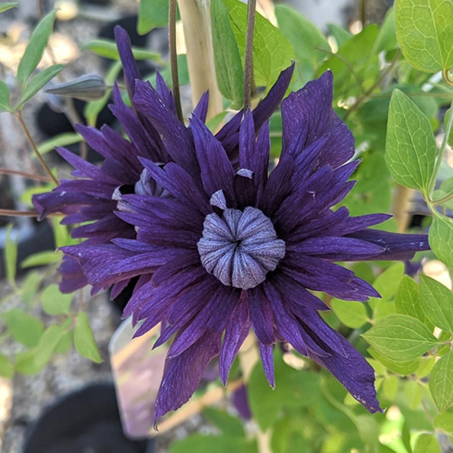 Clematis Kokonoe