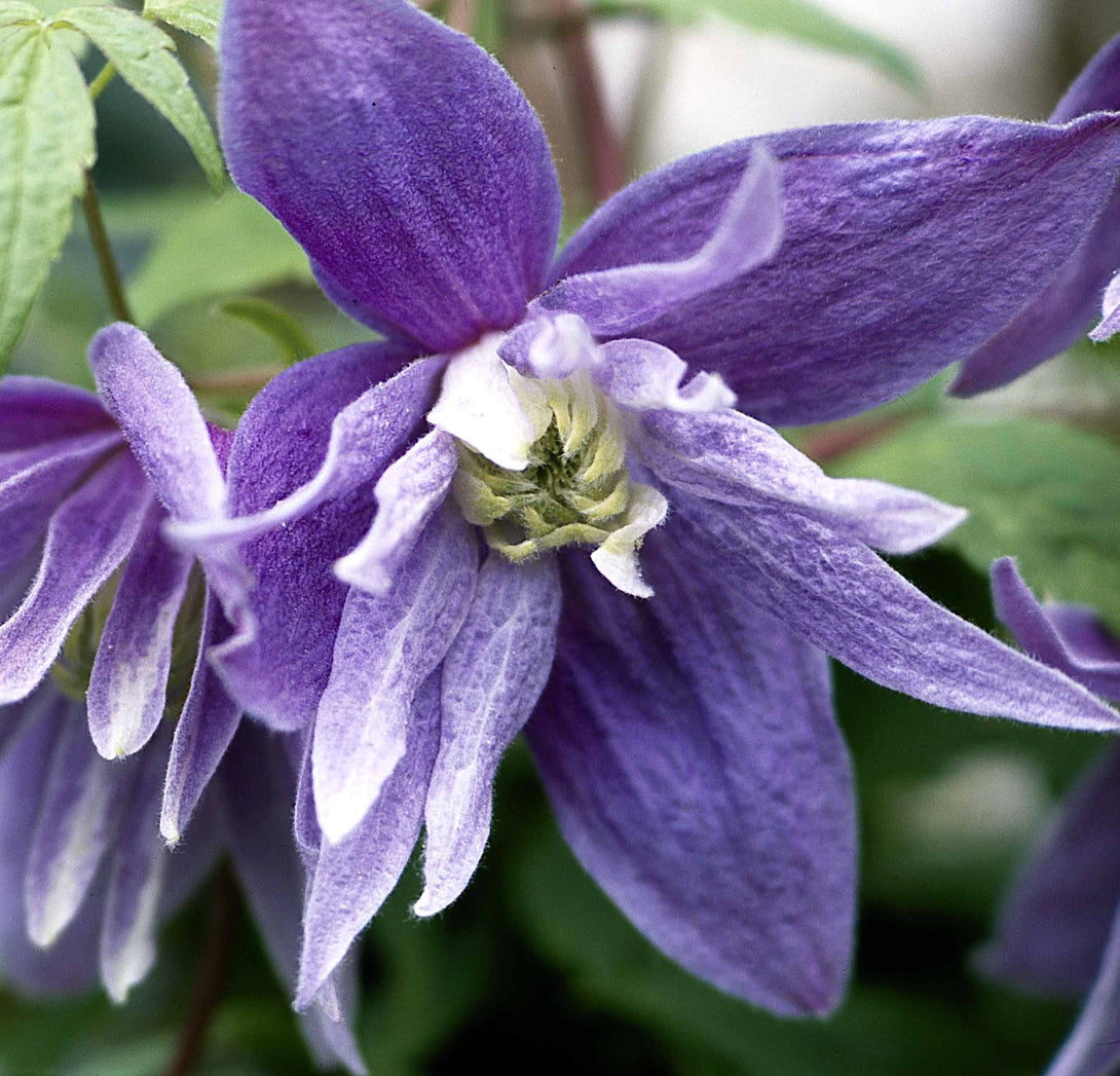 Clematis macropetala 'Maidwell Hall'