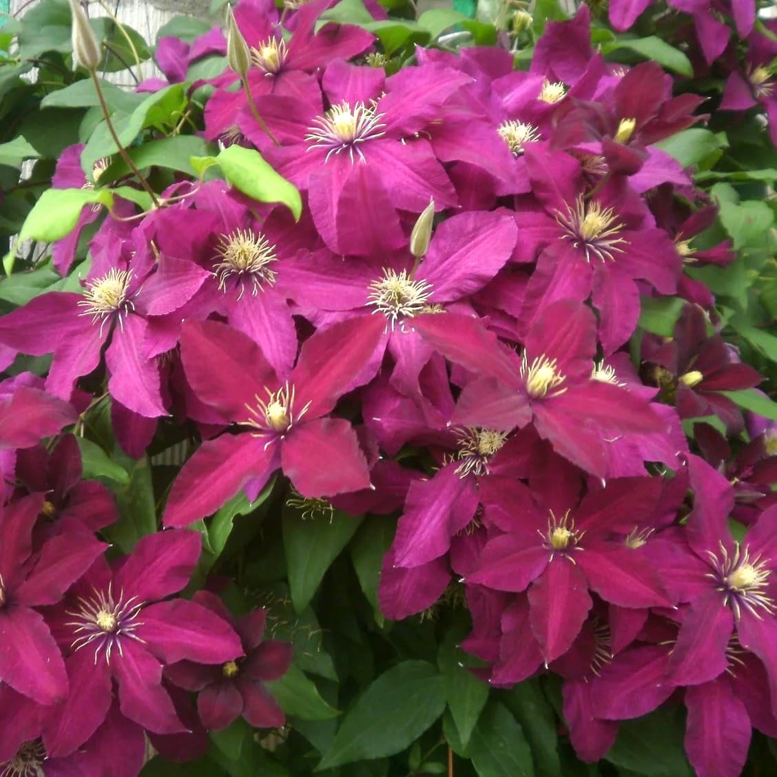 Clematite premiate cu inflorire abundenta - Clematis 'Niobe' (Late Large-flowered Group)