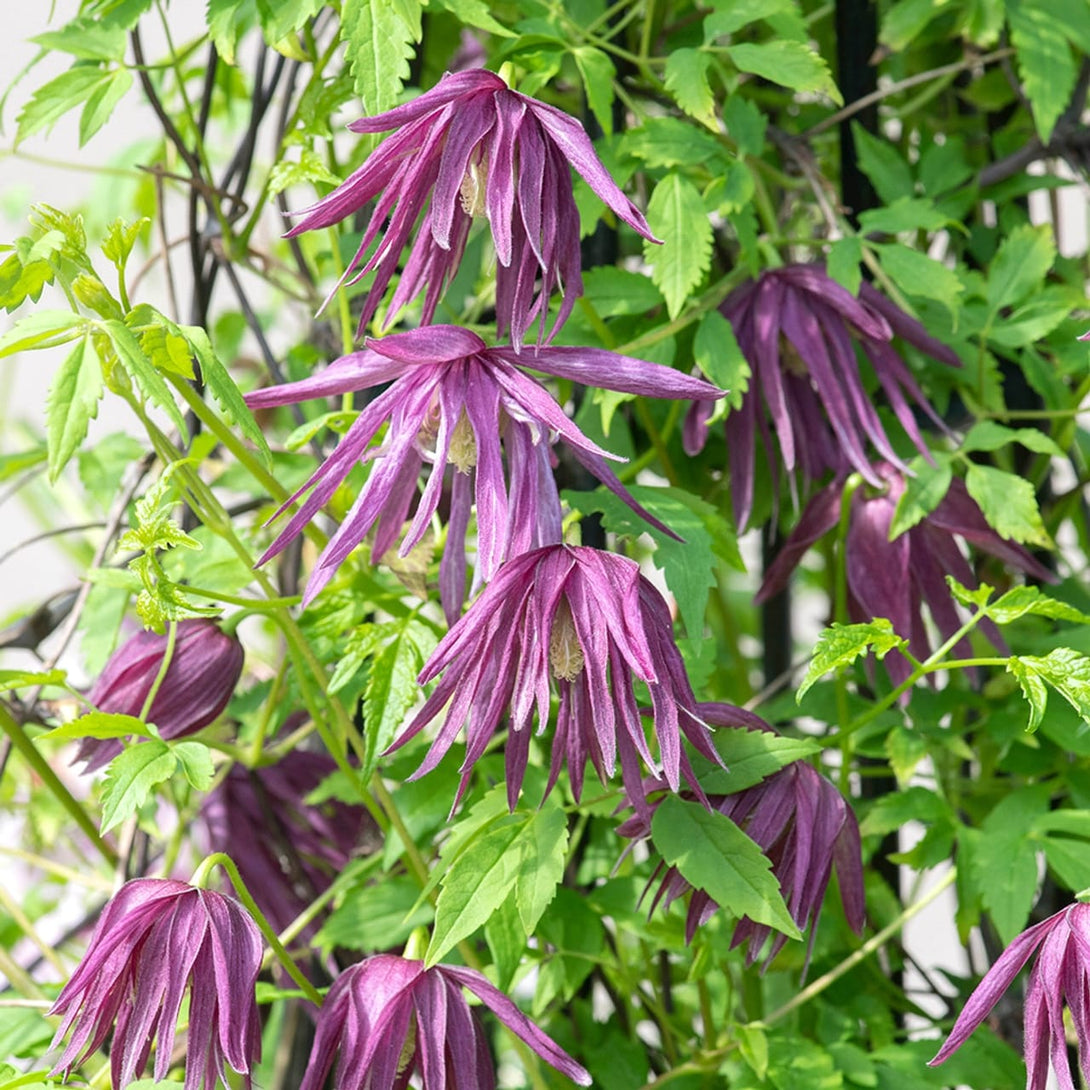 Clematis macropetala 'Octopus'