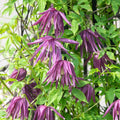 Clematis macropetala 'Octopus'