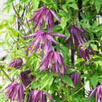 Clematis macropetala 'Octopus'