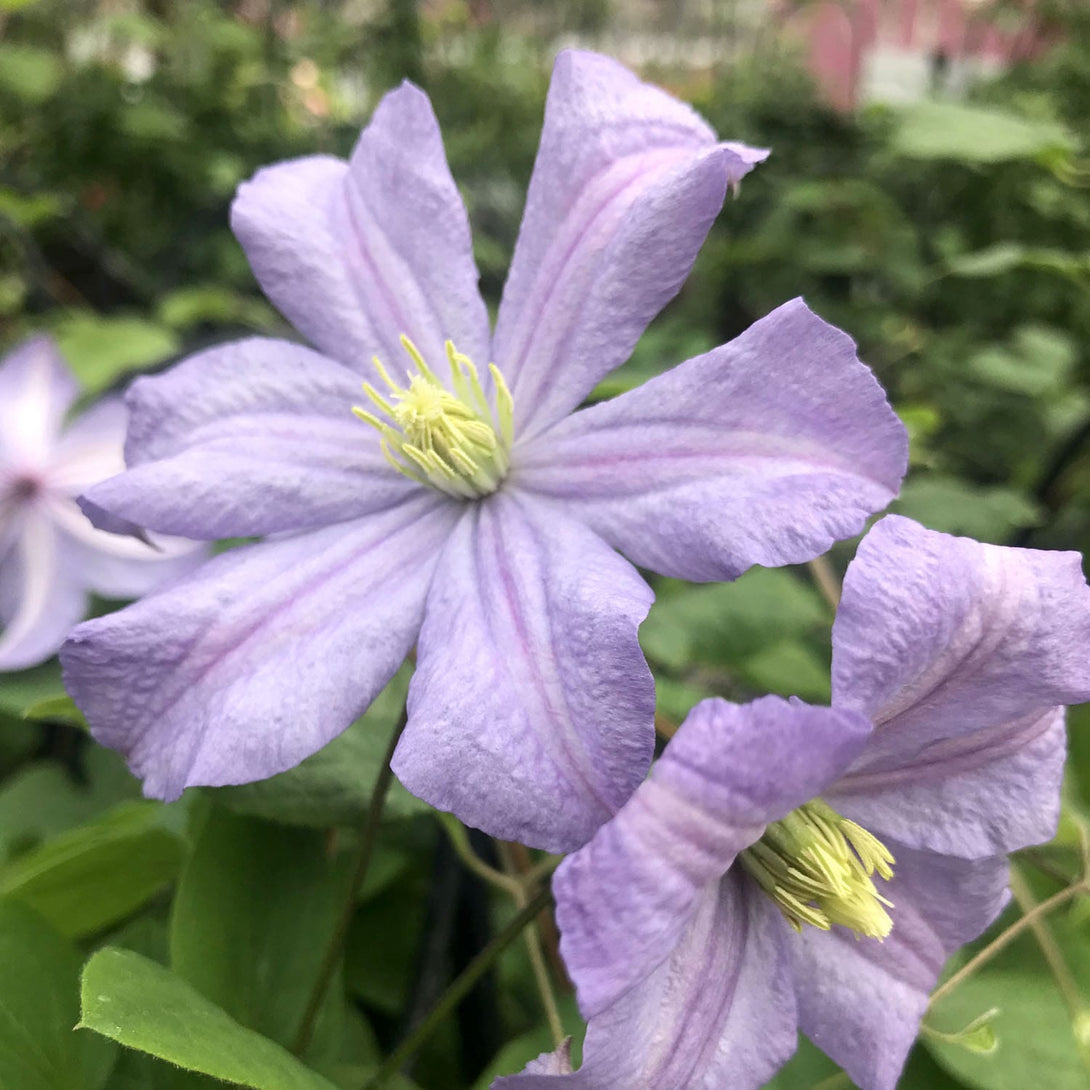 Clematis 'Prince Charles'