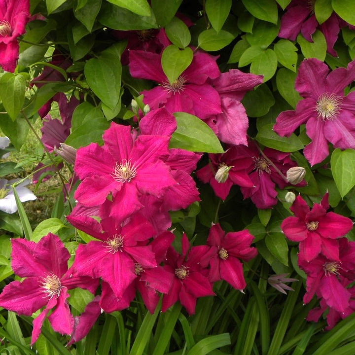 Clematite - Clematis 'Ernest Markham'