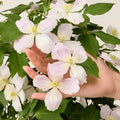 Clematite parfumate - Clematis Montana 'Fenne'® - flori XL