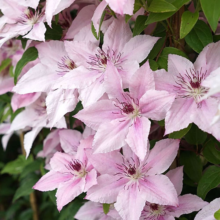 Clematis 'Pink Fantasy'