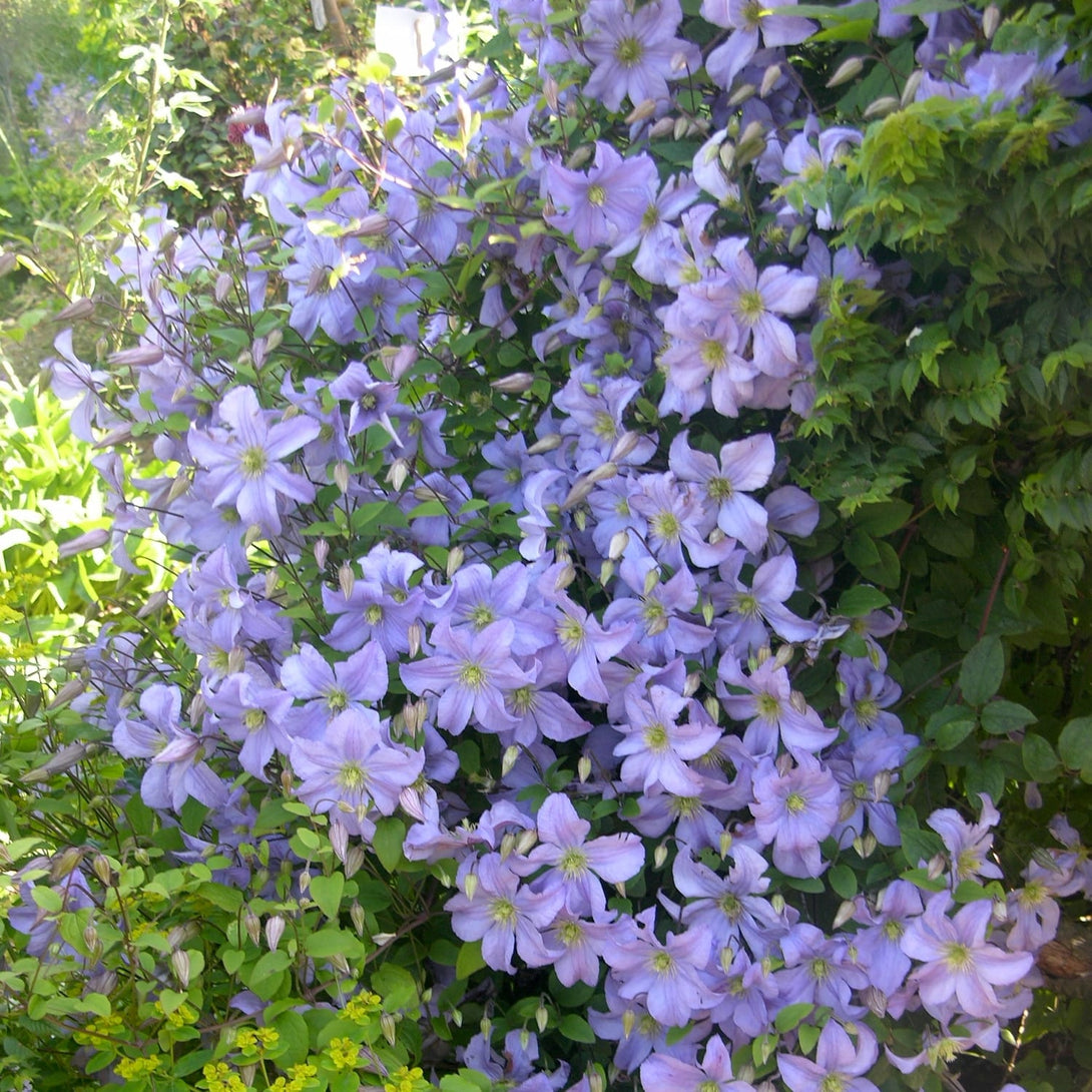 Clematis 'Prince Charles'